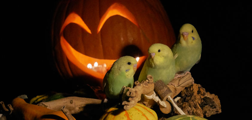 Halloween Daphnes Dreierbande